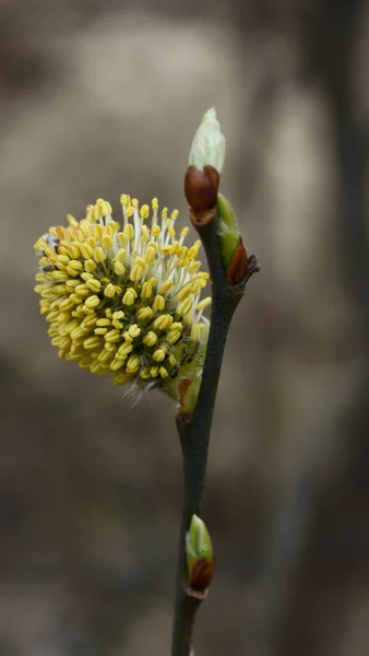Tak van willow met florale toppen — Stockfoto