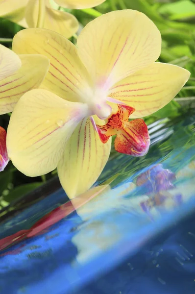Orquídea na água — Fotografia de Stock