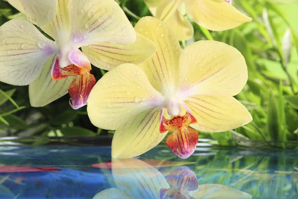 Orchidée sur l'eau — Photo