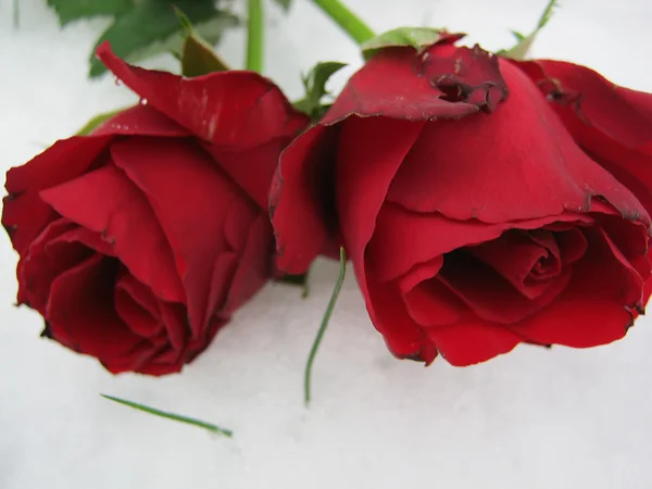 Cool Roses — Stock Photo, Image