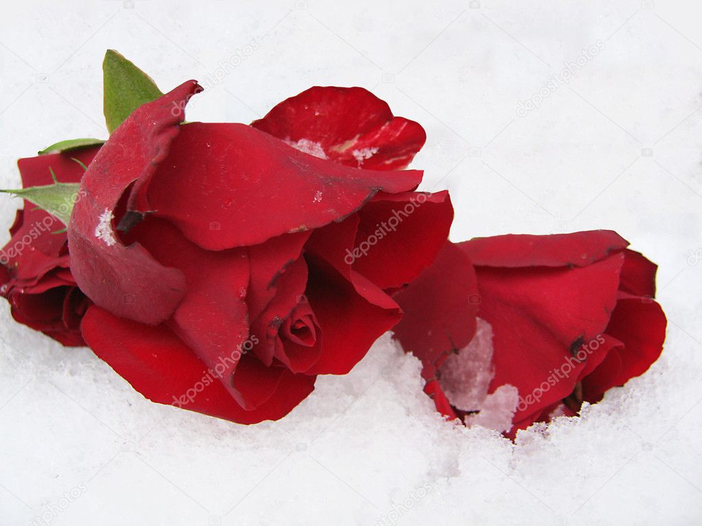 Cool Roses — Stock Photo © zwekke2 #8240929