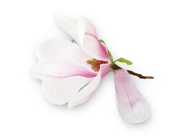 Květy světle magnolia — Stock fotografie