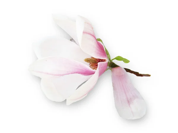 Helle Magnolienblüte — Stockfoto