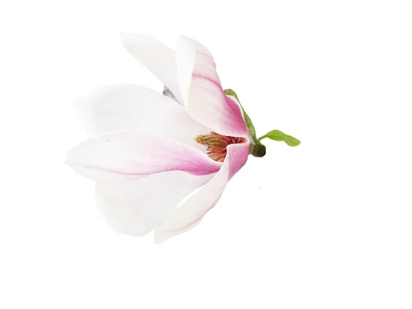 Helle Magnolienblüte Stockbild