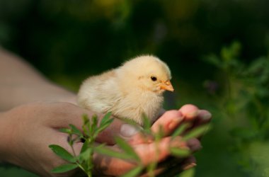 Chicken in his hand clipart