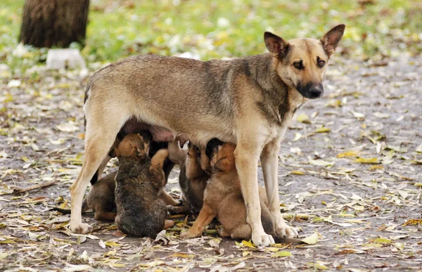 Moeder hond met kinderen — Stockfoto