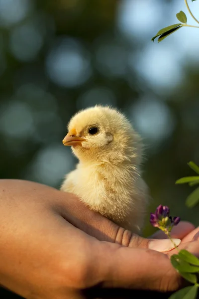 stock image Chicken in his hand