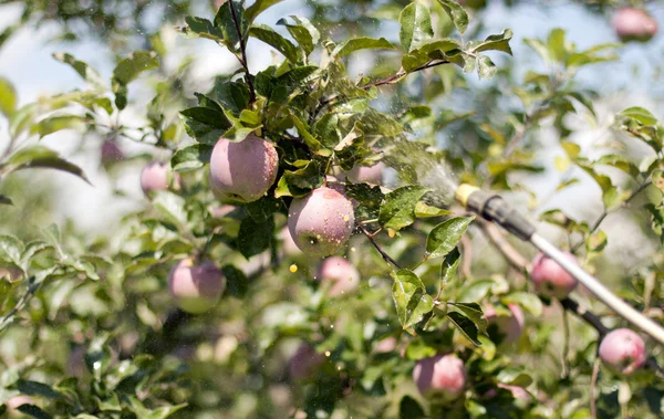 Rozpylanie jabłka — Zdjęcie stockowe