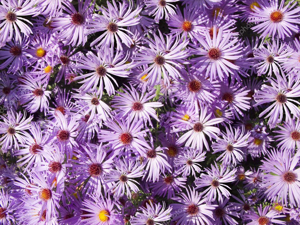 Wallpaper of Wild Aster Flowers — Stock Photo © jackai #8496353