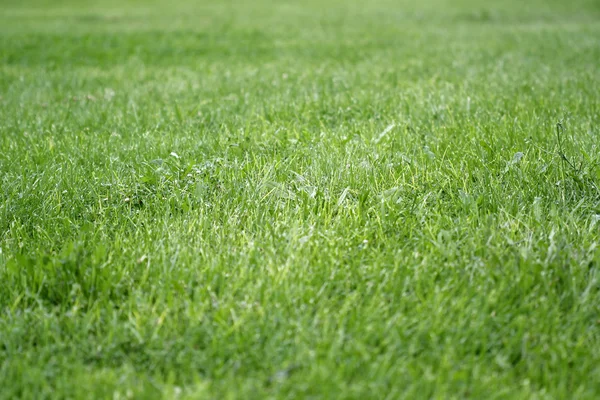 Natural grass — Stock Photo, Image