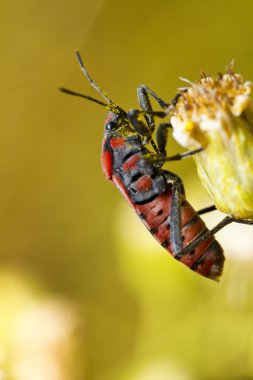 Mısırlarımı böcek (Spilostethus pandurus)