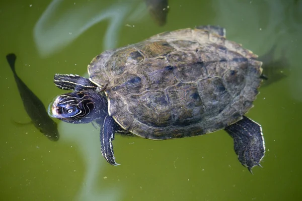 Tchórzliwy suwak żółw — Zdjęcie stockowe