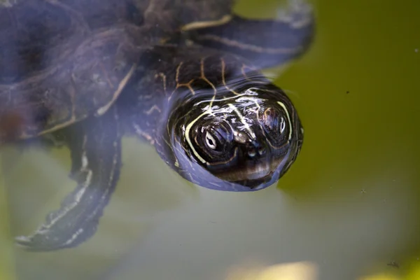 Tchórzliwy suwak żółw — Zdjęcie stockowe