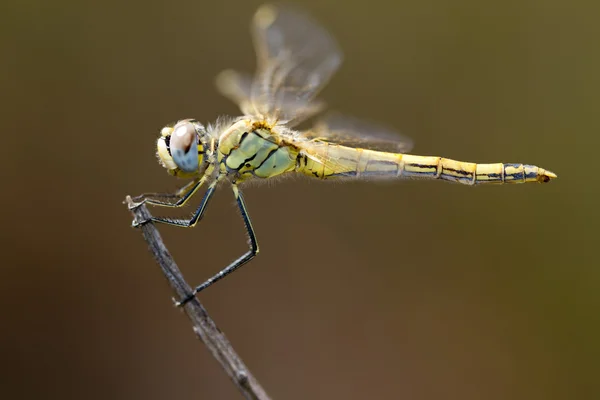 Κόκκινο-που φλεβώδης ακοντιστής dragonfly — Φωτογραφία Αρχείου