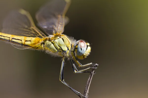 Zwervende heidelibel dragonfly — Stockfoto