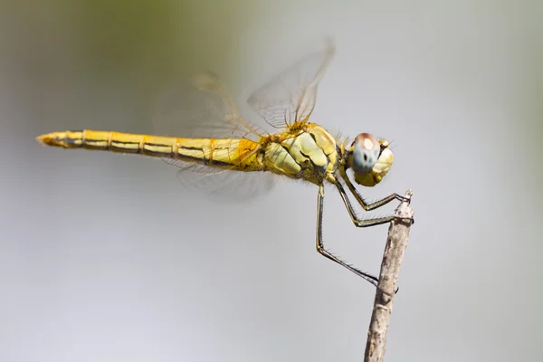 Libellule de dard à nervure rouge — Photo