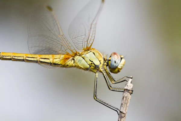 Zwervende heidelibel dragonfly — Stockfoto