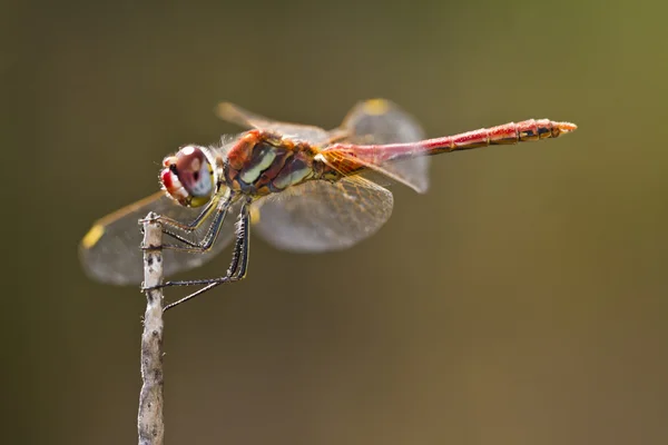 Red-veined darter dragonfly — Stock Photo, Image