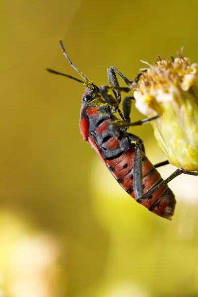 stock image Chinch Bug (Spilostethus pandurus)