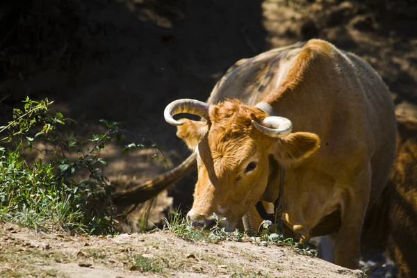 Vaca marrón domesticada —  Fotos de Stock
