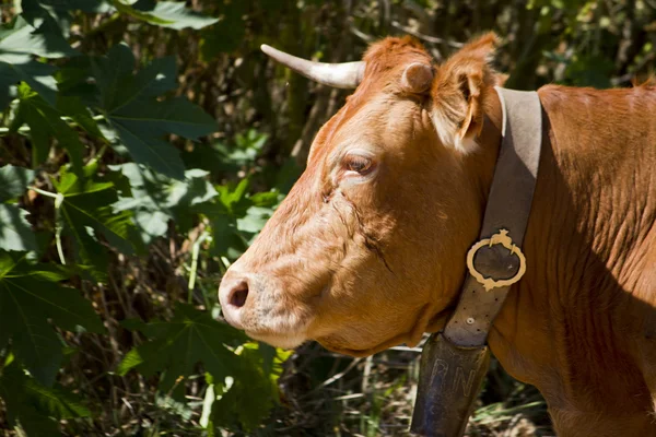 Одомашнених коричневі корови — стокове фото