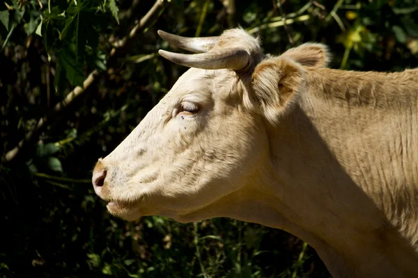 Vaca parda domesticada — Fotografia de Stock