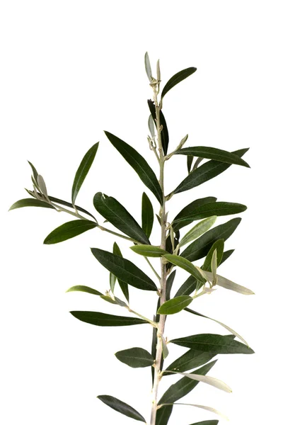 stock image Isolated olive tree branch