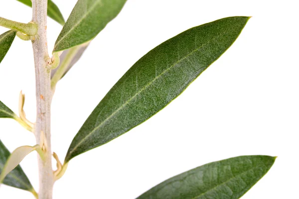 Geïsoleerde olijfboom branch — Stockfoto