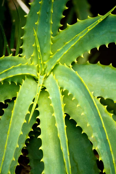 stock image Aloe vera plant