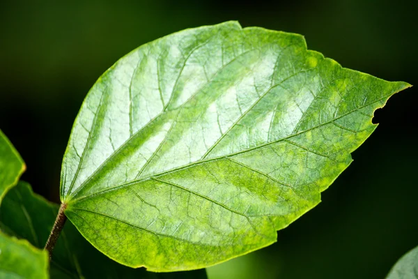 Shiny green leaf — Stock Photo, Image