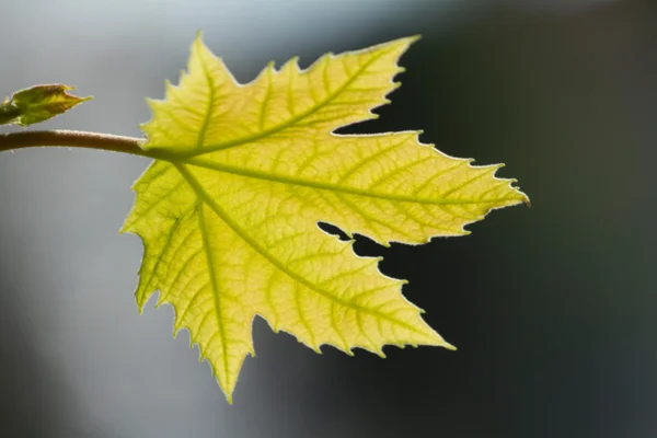 stock image Green leafs on the sun