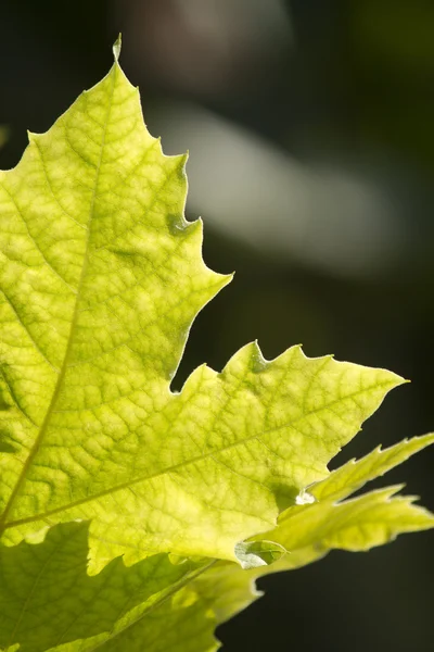 stock image Green leafs on the sun