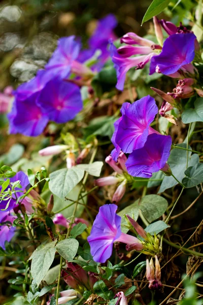 Purple morning glory flowers — Stock Photo, Image