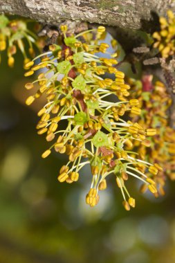 Blossom flowers of the carob tree clipart