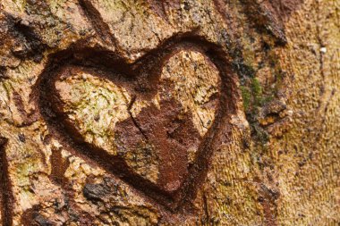 Heart on tree clipart