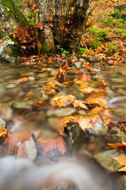 ormanda güzel creek