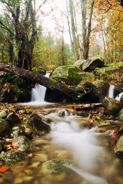 ormanda güzel creek