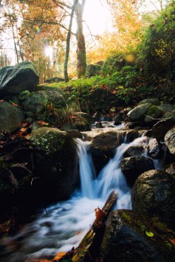 Beautiful creek in forest clipart