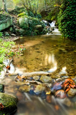 ormanda güzel creek