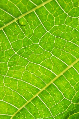 Macro leaf veins clipart