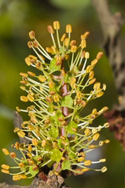 Blossom flowers of the carob tree — Stock Photo, Image