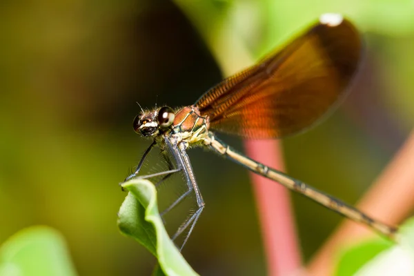 Miedź demoiselle owadów — Zdjęcie stockowe