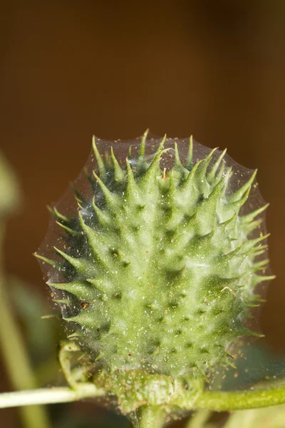 Коконовый цветок с паутиной — стоковое фото