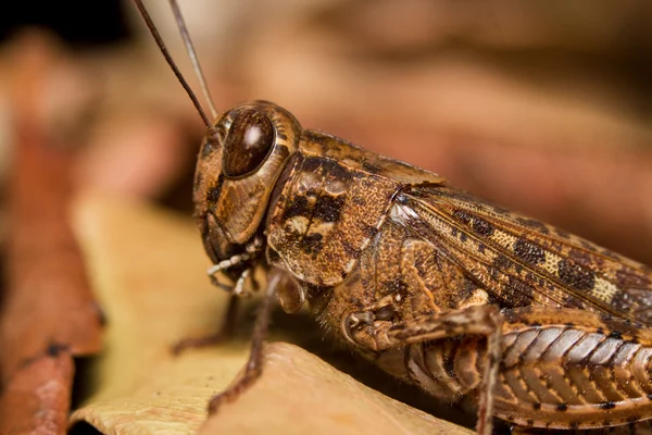 Brown grasshopper — Stock Photo, Image