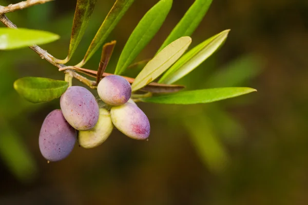 Branch of olives — Stock Photo, Image