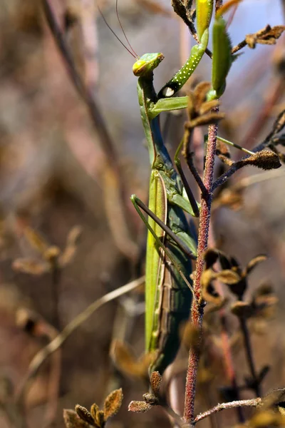 Mantis Religiosa — Fotografia de Stock