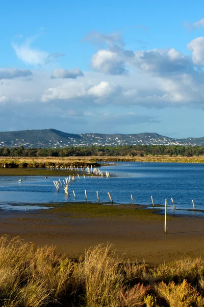 Beautiful marshlands — Stock Photo, Image