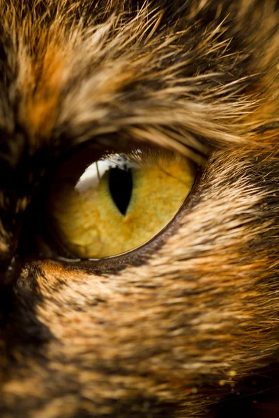Detalj av cat's eye — Stockfoto