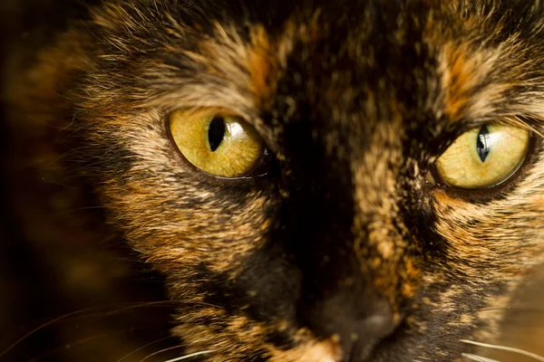 Detail of cat's eye — Stock Photo, Image
