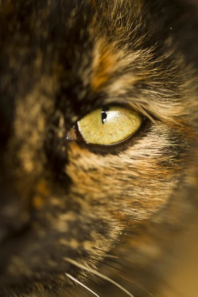 Detail of cat 's eye — стоковое фото